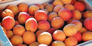 Apricots - Loose 1kg