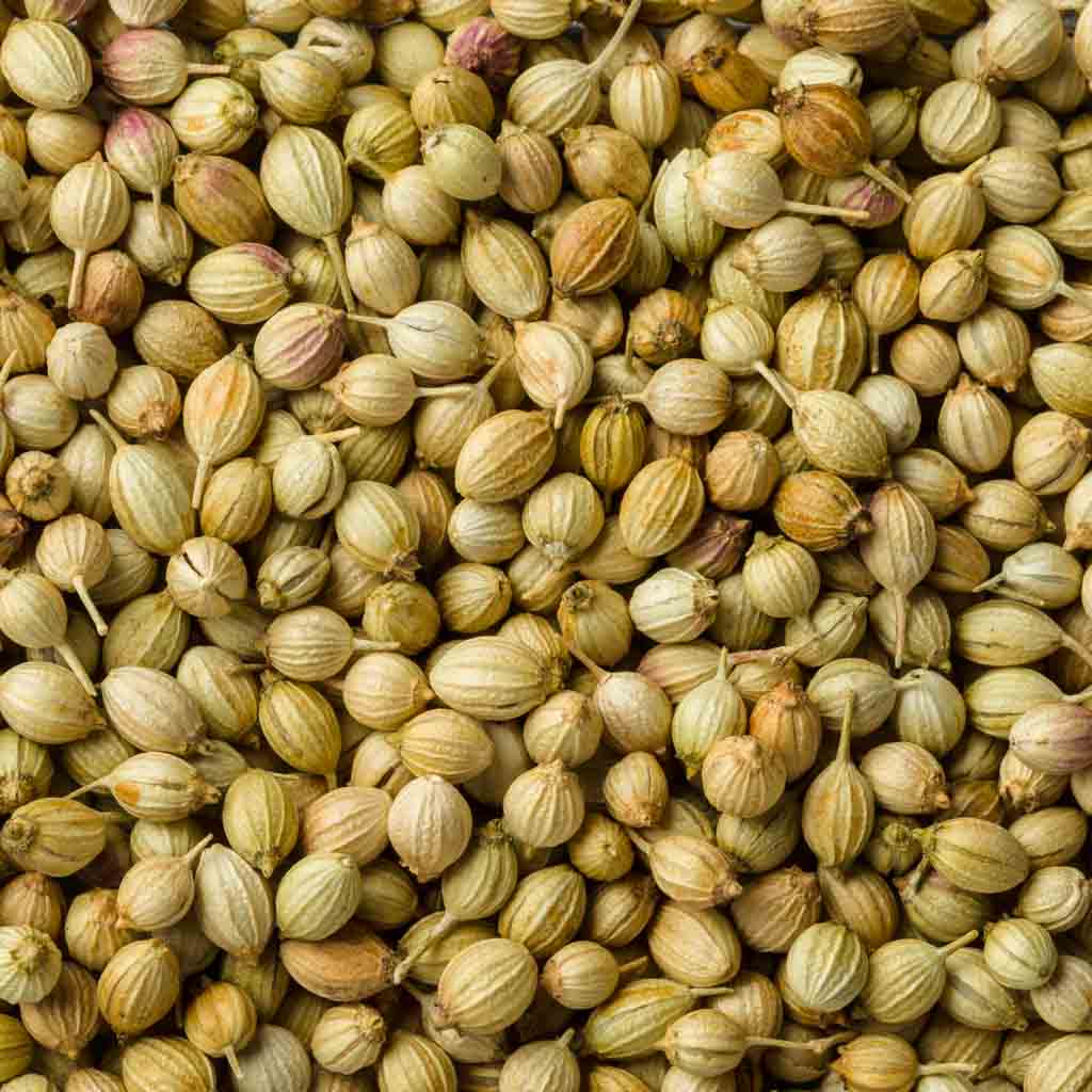 Coriander Seeds - Loose 500gm